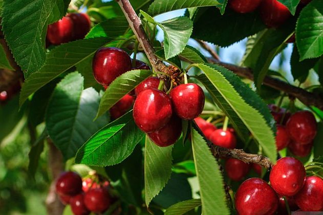 Rote Weichseln am Sauerkirschbaum